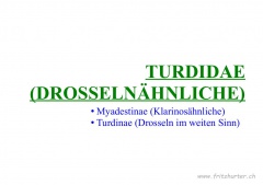Turdidae (Drosselnähnliche)